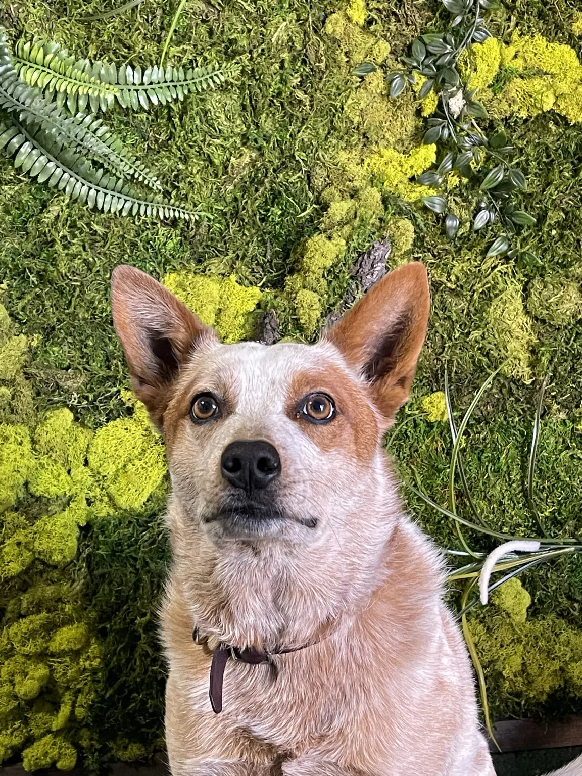 Gama, Phillip’s Australian Cattle Dog