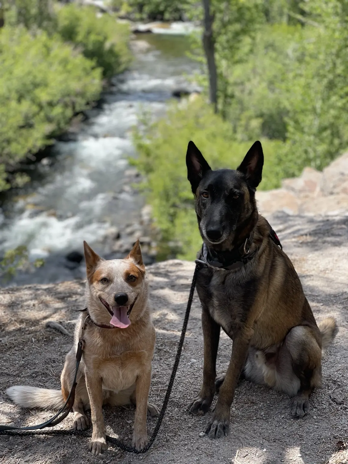 Gama and Sarge together outdoors
