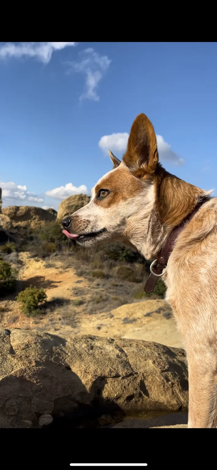 Gama looking out over a rocky trail