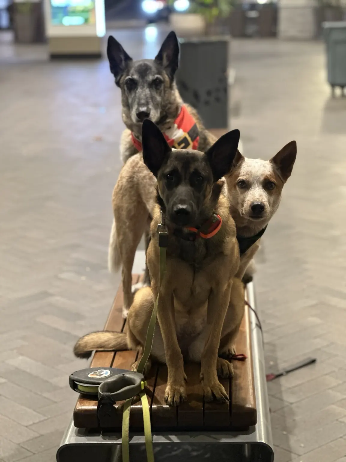 Gama, Sarge, and Kiwi together on a platform