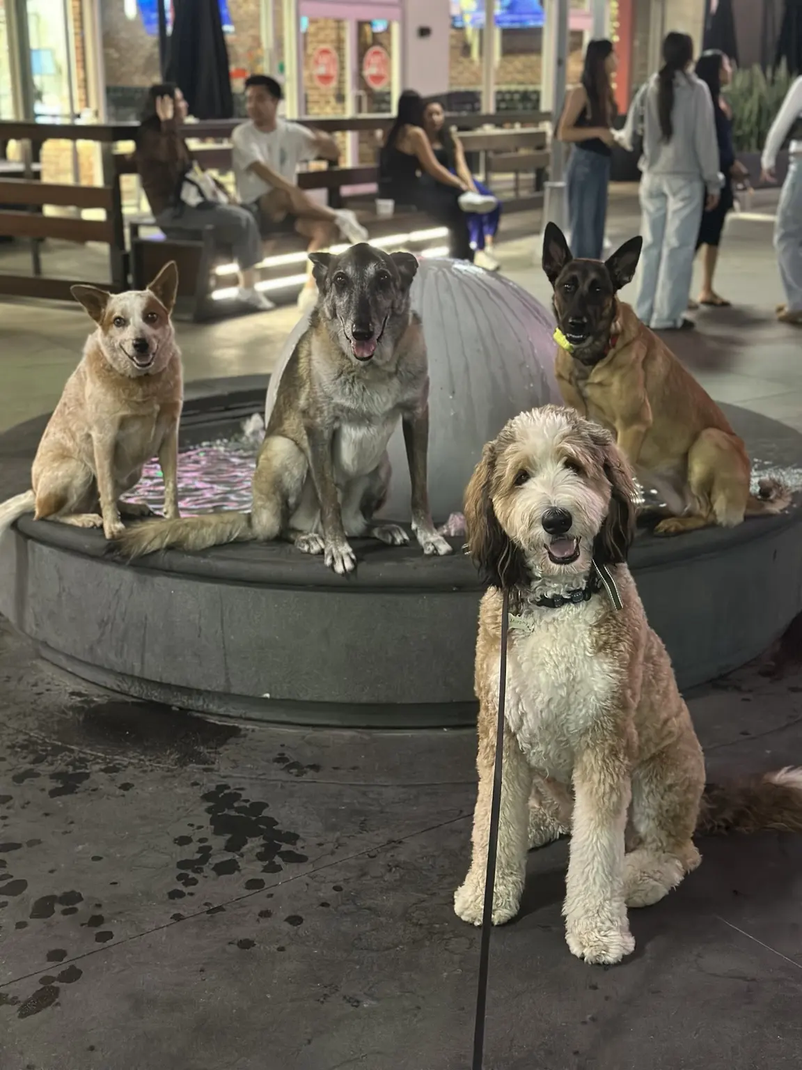Four of Phillip’s dogs settled calmly in a public plaza