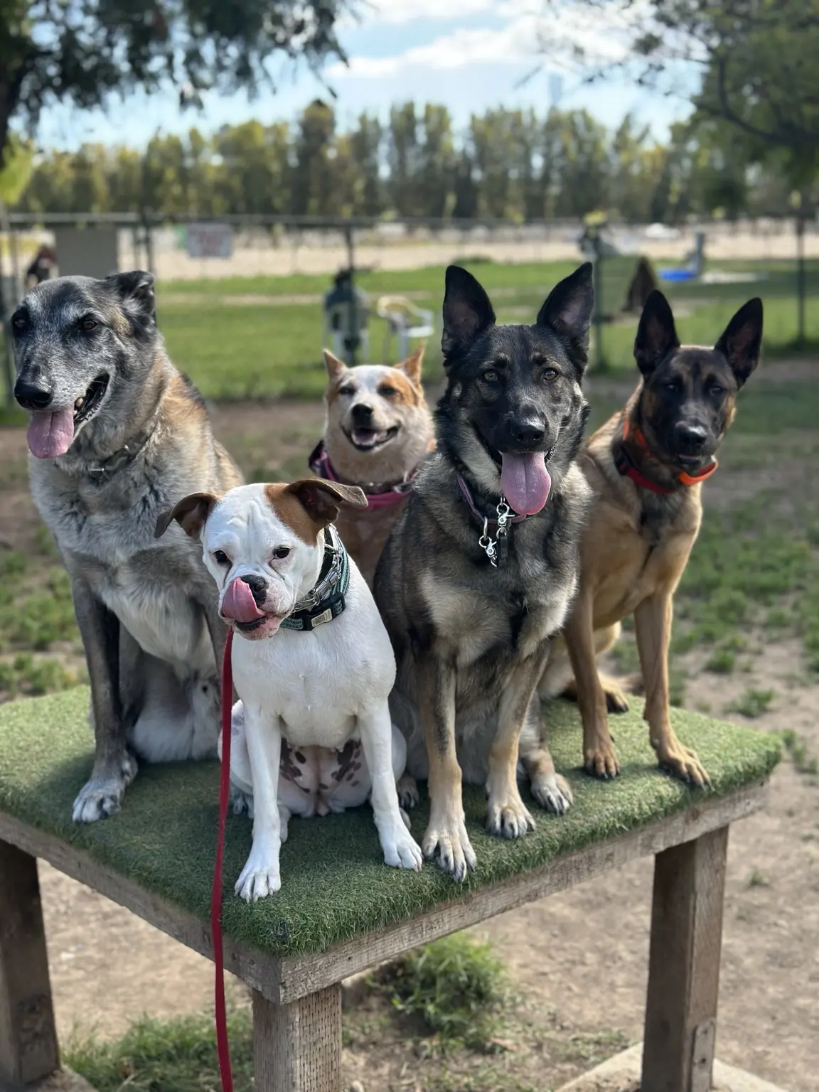 Phillip’s mentor dogs waiting together on a park platform