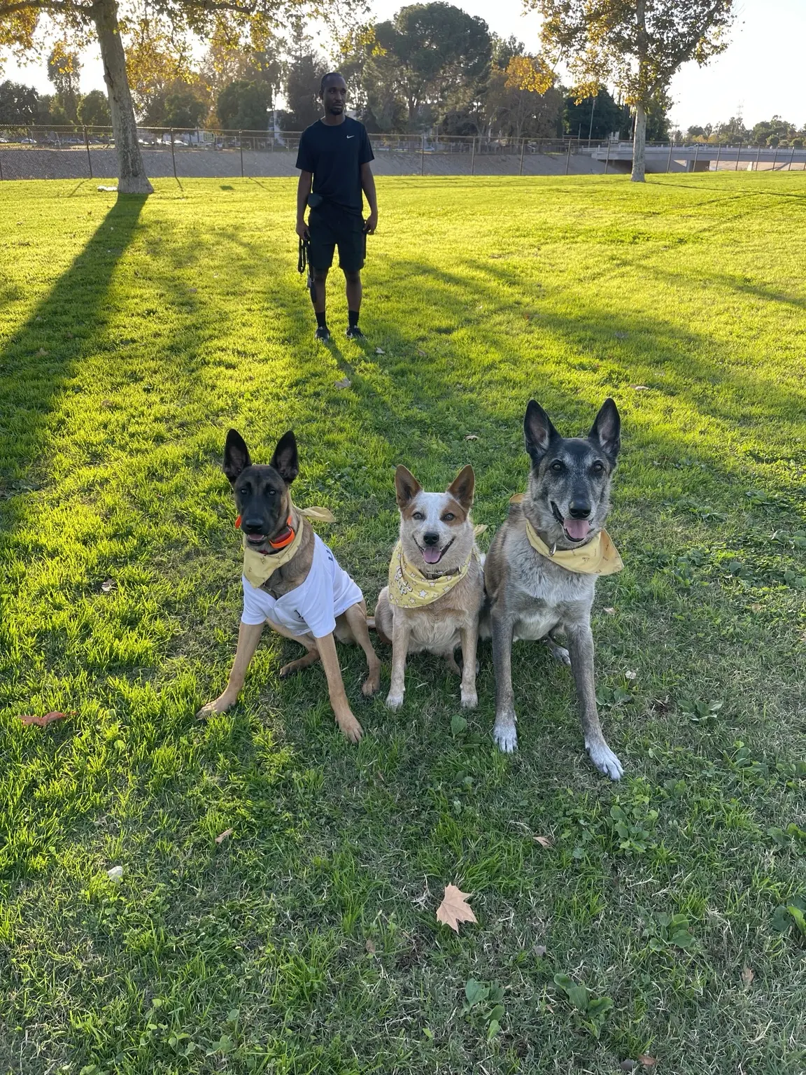 Phillip’s dogs relaxing together in a park