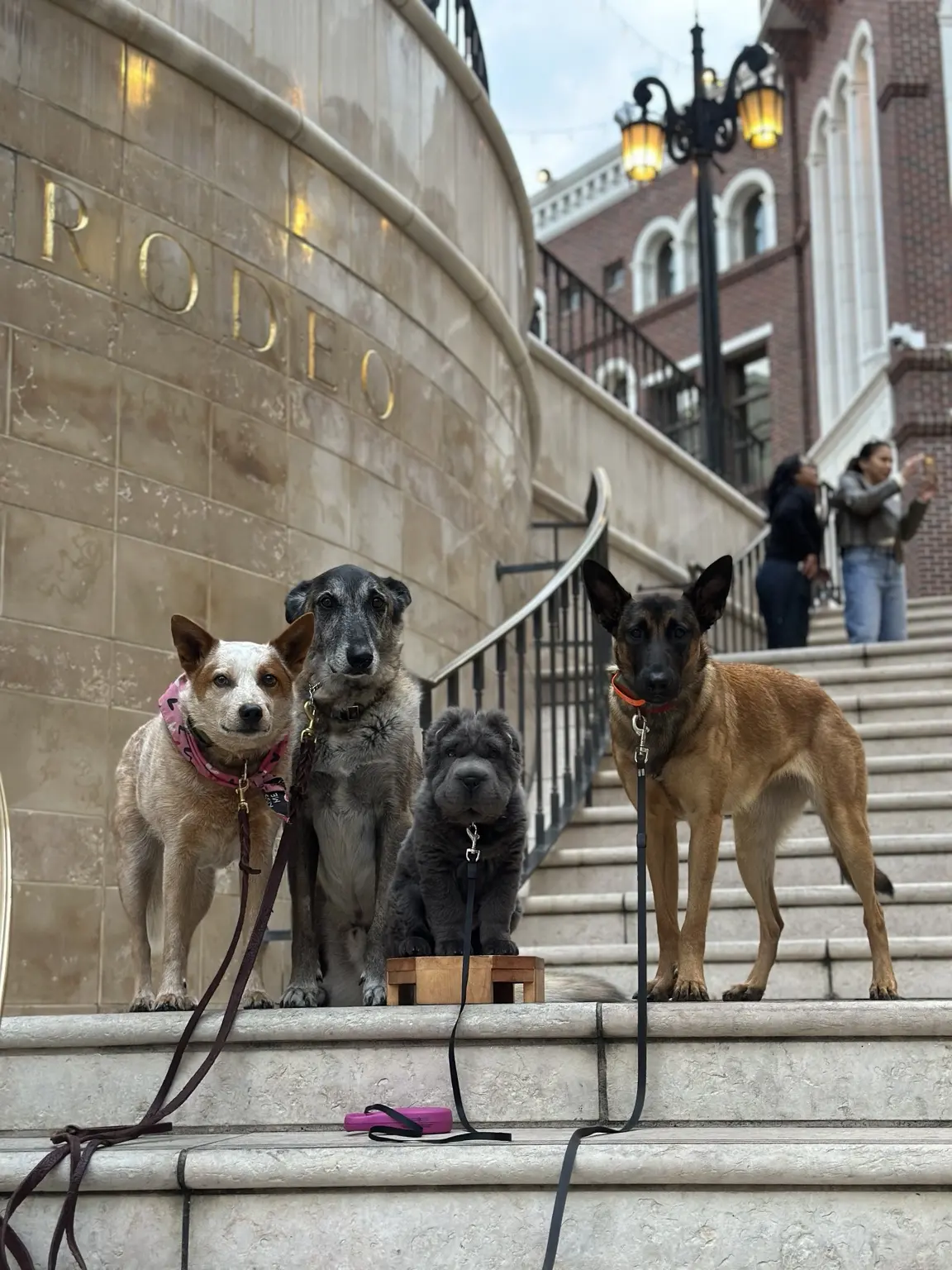 Four Board & Train dogs practicing calmly on public stairs