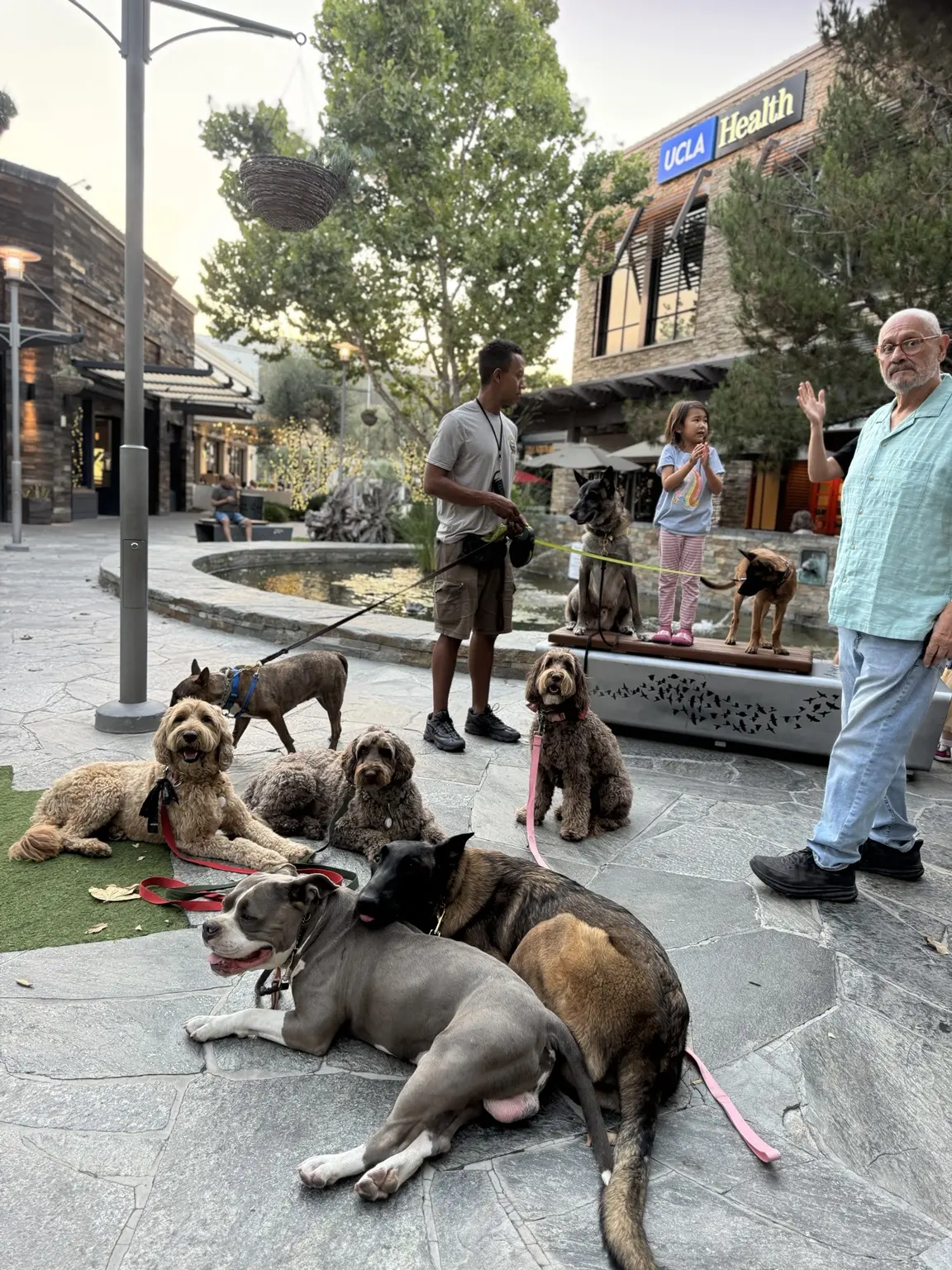 Phillip practicing calm public behavior with dogs and their handlers