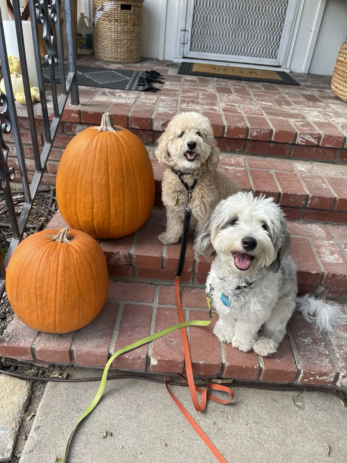 Two young puppies sitting on front steps beside pumpkins