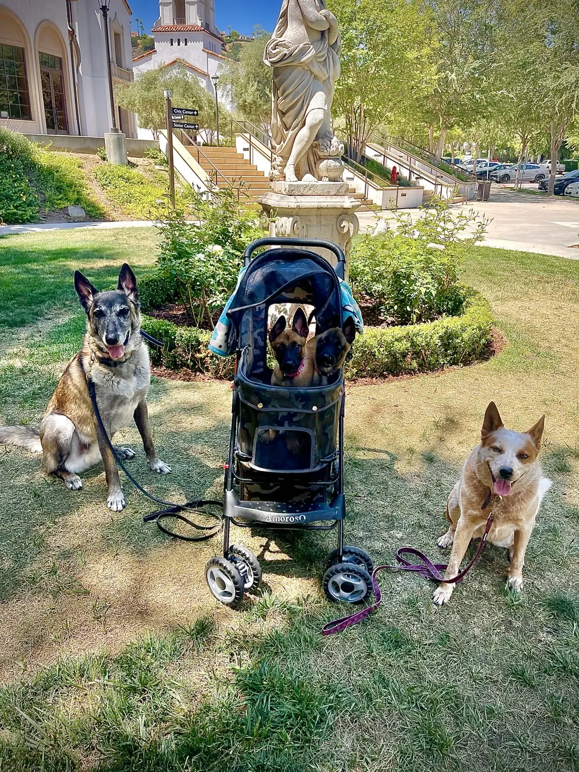 Young dogs practicing calm public behavior outdoors