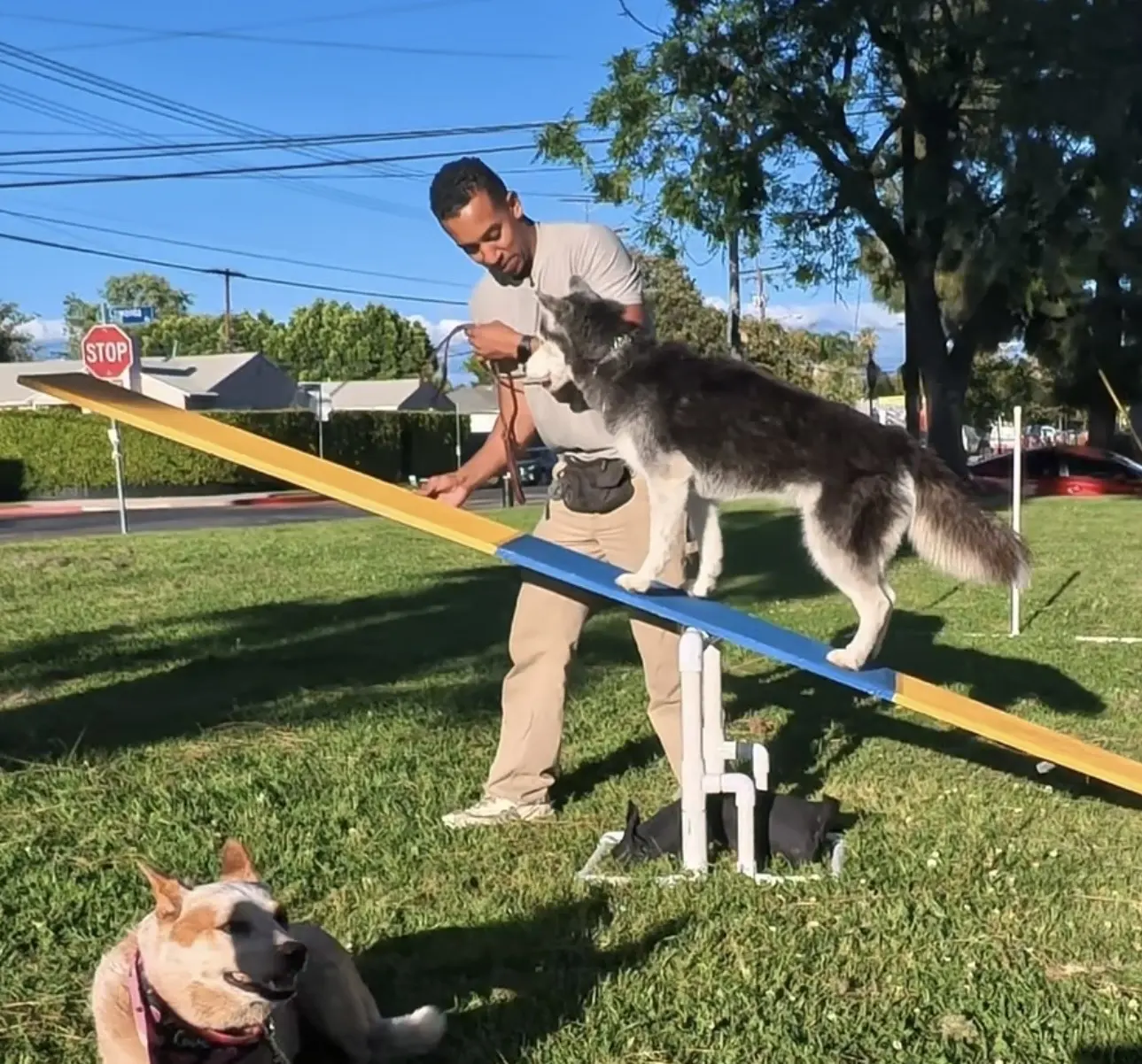 Phillip guiding a dog across an agility obstacle outdoors